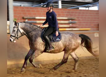 Altri cavalli a sangue caldo, Castrone, 6 Anni, 158 cm, Grigio pezzato