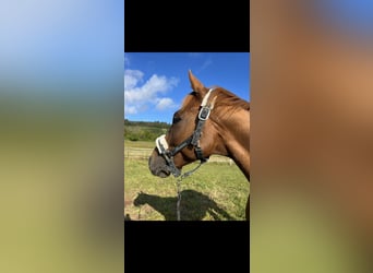Altri cavalli a sangue caldo, Castrone, 6 Anni, 159 cm, Sauro