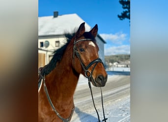 Altri cavalli a sangue caldo, Castrone, 6 Anni, 160 cm, Baio