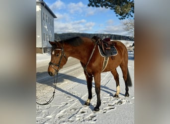 Altri cavalli a sangue caldo, Castrone, 6 Anni, 160 cm, Baio