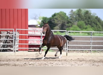 Altri cavalli a sangue caldo, Castrone, 6 Anni, 160 cm, Baio ciliegia