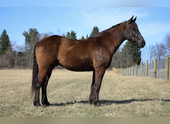 Altri cavalli a sangue caldo, Castrone, 6 Anni, 160 cm, Baio ciliegia