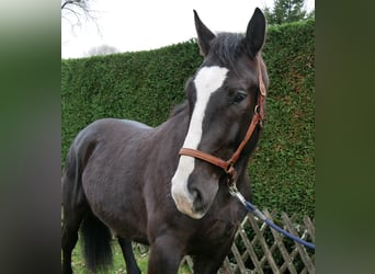 Altri cavalli a sangue caldo Mix, Castrone, 6 Anni, 160 cm, Morello