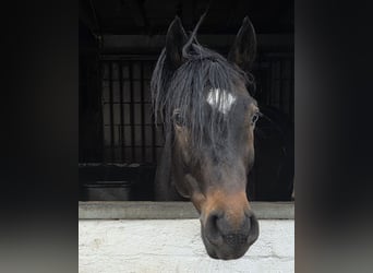 Altri cavalli a sangue caldo, Castrone, 6 Anni, 161 cm, Baio scuro