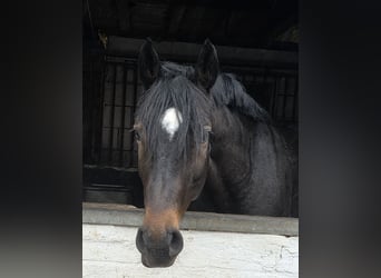 Altri cavalli a sangue caldo, Castrone, 6 Anni, 161 cm, Baio scuro