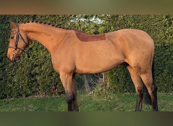Altri cavalli a sangue caldo, Castrone, 6 Anni, 162 cm, Baio
