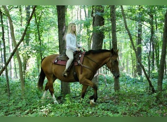 Altri cavalli a sangue caldo, Castrone, 6 Anni, 163 cm, Baio ciliegia