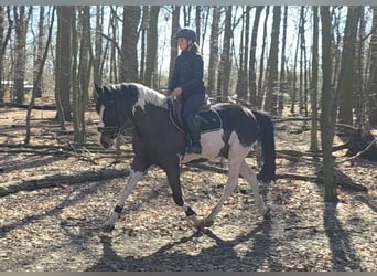 Altri cavalli a sangue caldo, Castrone, 6 Anni, 165 cm, Pezzato