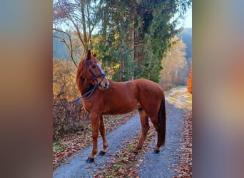 Altri cavalli a sangue caldo, Castrone, 6 Anni, 165 cm, Sauro