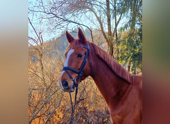 Altri cavalli a sangue caldo, Castrone, 6 Anni, 165 cm, Sauro