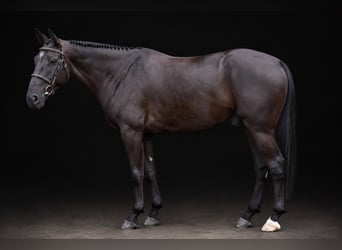 Altri cavalli a sangue caldo, Castrone, 6 Anni, 166 cm, Morello