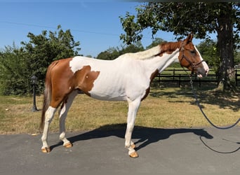 Altri cavalli a sangue caldo, Castrone, 6 Anni, 167 cm, Pezzato