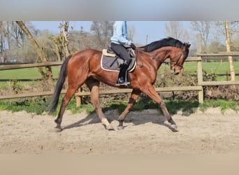 Altri cavalli a sangue caldo, Castrone, 6 Anni, 168 cm, Baio