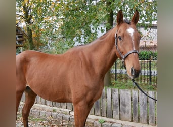 Altri cavalli a sangue caldo, Castrone, 6 Anni, 168 cm