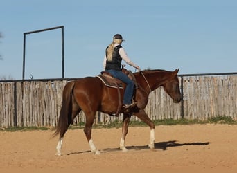 Altri cavalli a sangue caldo, Castrone, 6 Anni, 170 cm, Sauro scuro