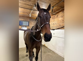 Altri cavalli a sangue caldo, Castrone, 6 Anni, 173 cm, Baio ciliegia