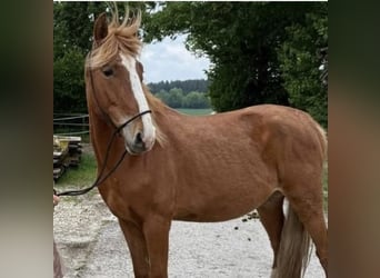 Altri cavalli a sangue caldo, Castrone, 7 Anni, 155 cm, Sauro