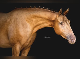 Altri cavalli a sangue caldo, Castrone, 7 Anni, 157 cm, Champagne
