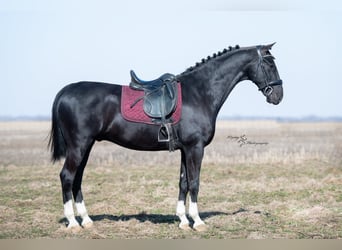 Altri cavalli a sangue caldo, Castrone, 7 Anni, 157 cm, Morello