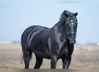 Altri cavalli a sangue caldo, Castrone, 7 Anni, 157 cm, Morello