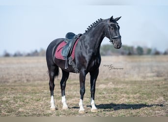 Altri cavalli a sangue caldo, Castrone, 7 Anni, 157 cm, Morello
