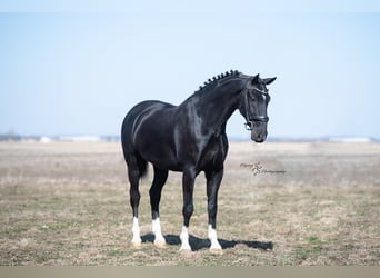 Altri cavalli a sangue caldo, Castrone, 7 Anni, 157 cm, Morello