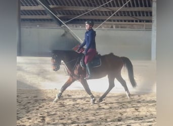 Altri cavalli a sangue caldo, Castrone, 7 Anni, 160 cm, Baio