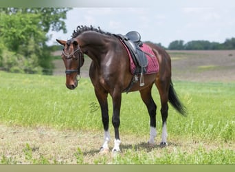 Altri cavalli a sangue caldo, Castrone, 7 Anni, 160 cm, Baio ciliegia