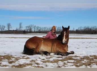 Altri cavalli a sangue caldo, Castrone, 7 Anni, 163 cm, Baio ciliegia