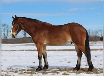 Altri cavalli a sangue caldo, Castrone, 7 Anni, 163 cm, Baio ciliegia