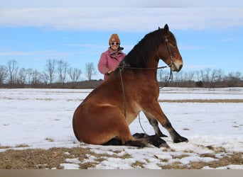 Altri cavalli a sangue caldo, Castrone, 7 Anni, 163 cm, Baio ciliegia