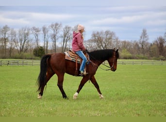 Altri cavalli a sangue caldo, Castrone, 7 Anni, 163 cm, Baio roano