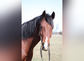 Altri cavalli a sangue caldo, Castrone, 7 Anni, 163 cm, Baio roano