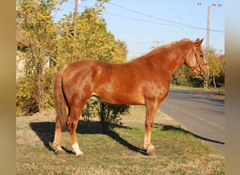 Altri cavalli a sangue caldo, Castrone, 7 Anni, 163 cm, Sauro