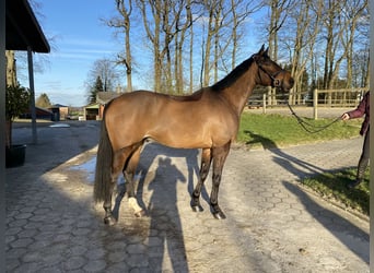Altri cavalli a sangue caldo, Castrone, 7 Anni, 164 cm, Baio