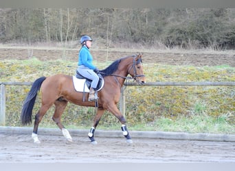 Altri cavalli a sangue caldo, Castrone, 7 Anni, 168 cm, Baio