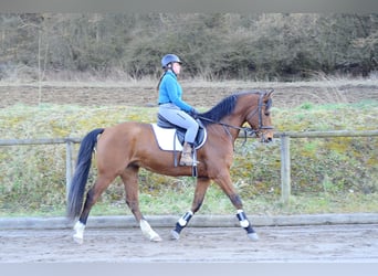 Altri cavalli a sangue caldo, Castrone, 7 Anni, 168 cm, Baio