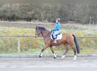 Altri cavalli a sangue caldo, Castrone, 7 Anni, 168 cm, Baio