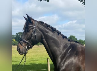 Altri cavalli a sangue caldo, Castrone, 7 Anni, 168 cm, Morello