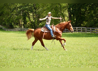 Altri cavalli a sangue caldo, Castrone, 7 Anni, 168 cm, Sauro ciliegia