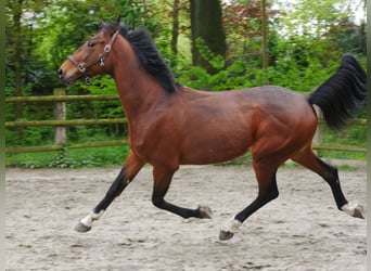 Altri cavalli a sangue caldo, Castrone, 7 Anni, 169 cm