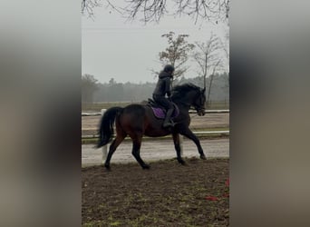 Altri cavalli a sangue caldo, Castrone, 7 Anni, 170 cm, Baio scuro