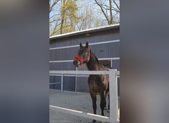 Altri cavalli a sangue caldo, Castrone, 7 Anni, 170 cm, Baio scuro