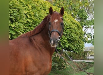 Altri cavalli a sangue caldo, Castrone, 7 Anni, 170 cm, Sauro scuro