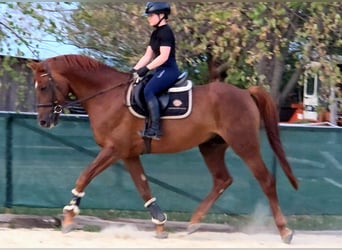 Altri cavalli a sangue caldo, Castrone, 7 Anni, 170 cm, Sauro scuro