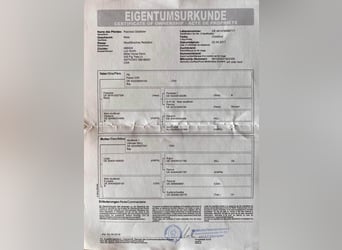 Altri cavalli a sangue caldo, Castrone, 7 Anni, 170 cm, Sauro scuro