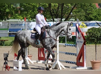 Altri cavalli a sangue caldo, Castrone, 7 Anni, 175 cm, Grigio pezzato