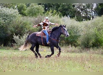 Altri cavalli a sangue caldo, Castrone, 7 Anni, 178 cm, Grigio