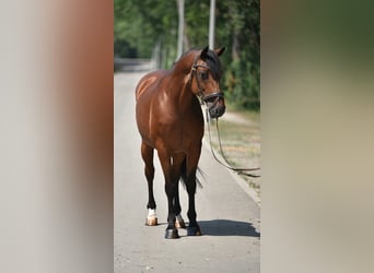 Altri cavalli a sangue caldo, Castrone, 8 Anni, 155 cm, Baio