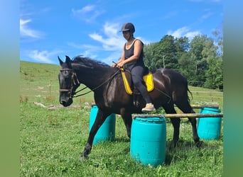 Altri cavalli a sangue caldo, Castrone, 8 Anni, 156 cm, Morello